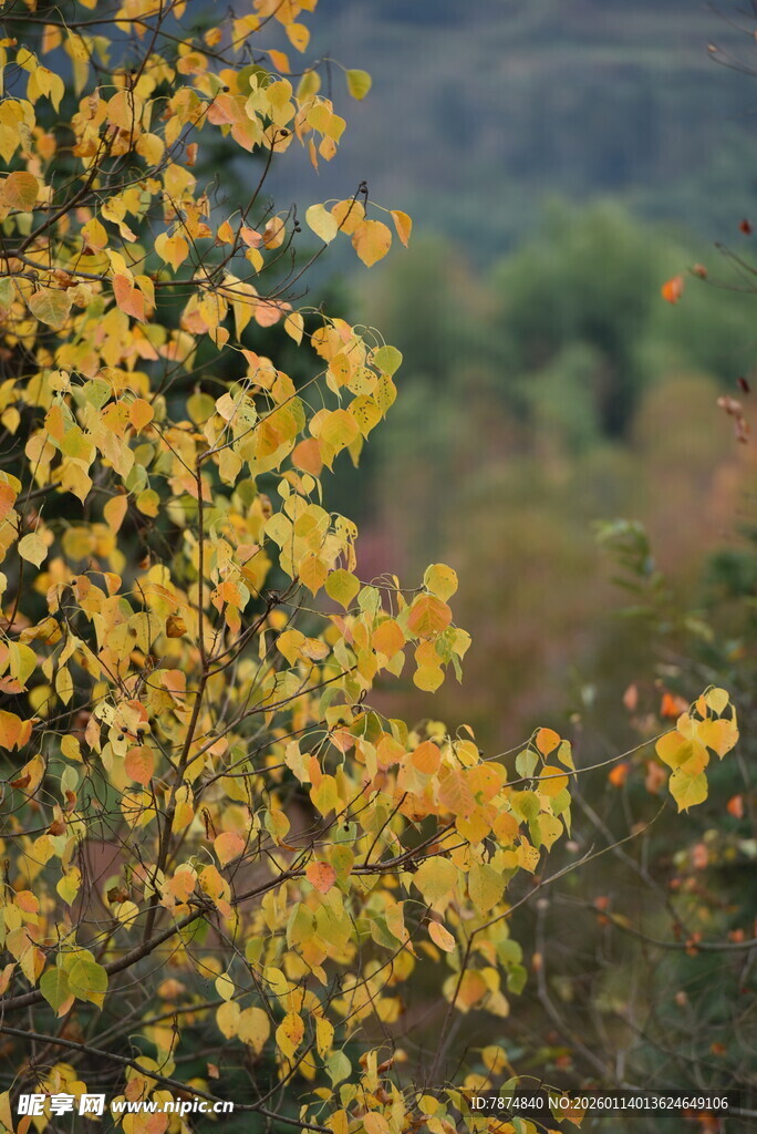 秋日金黄树叶景致