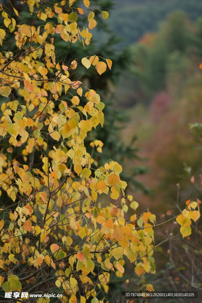 秋日金黄树叶特写