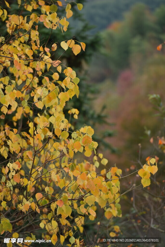 秋日金黄树叶特写