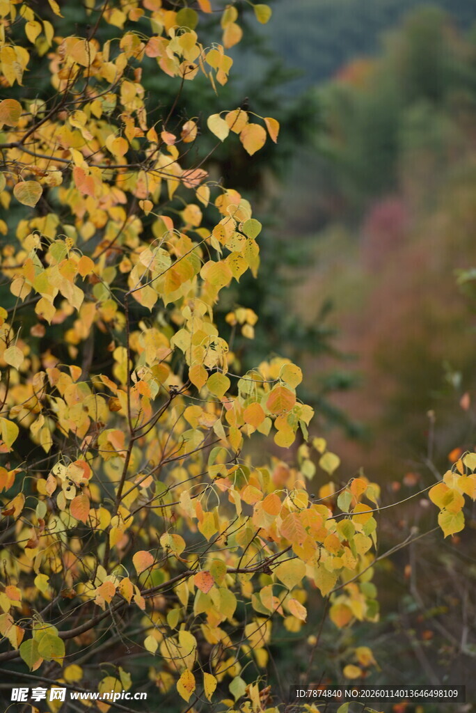 秋日枝头的绚烂黄叶