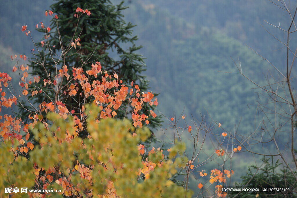 秋日山林斑斓景致