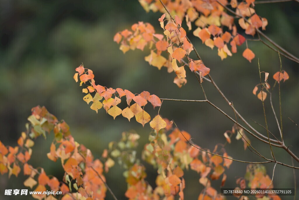 秋日枝头斑斓树叶