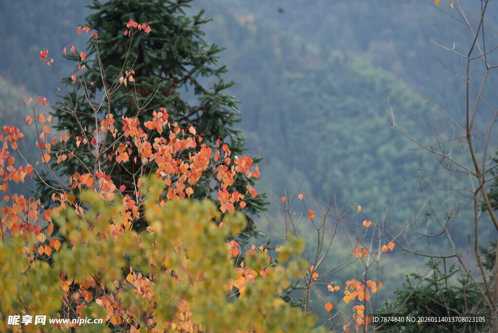 秋日山林斑斓景致