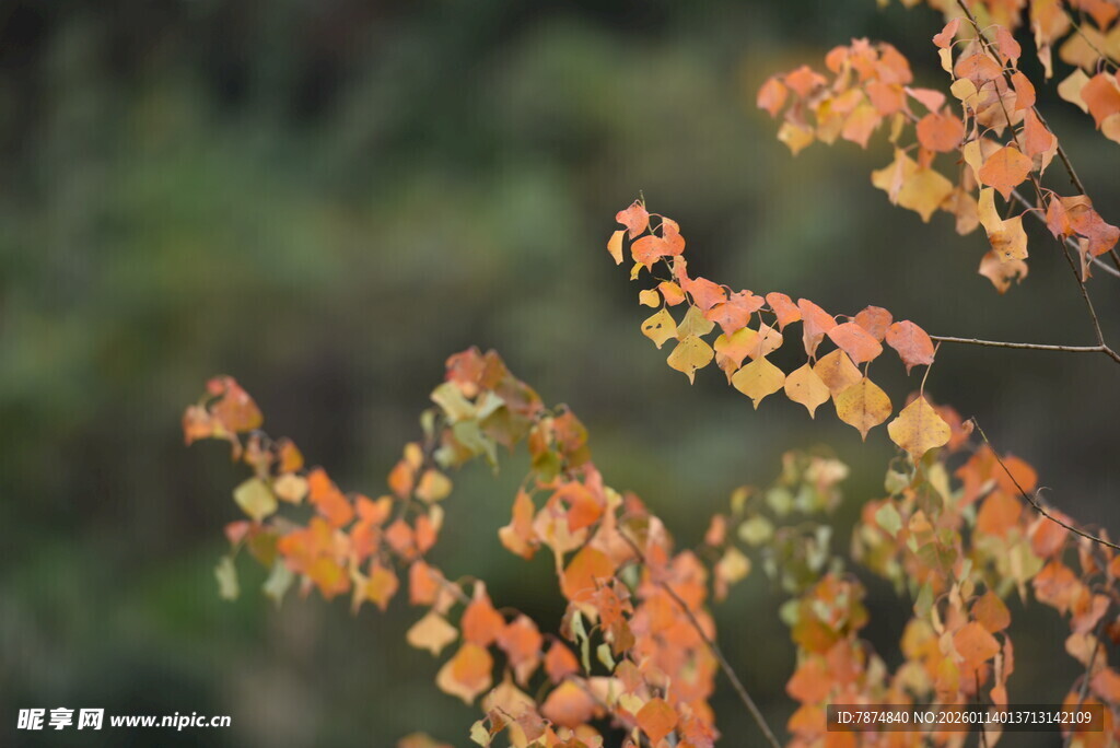 秋日枝头斑斓红叶