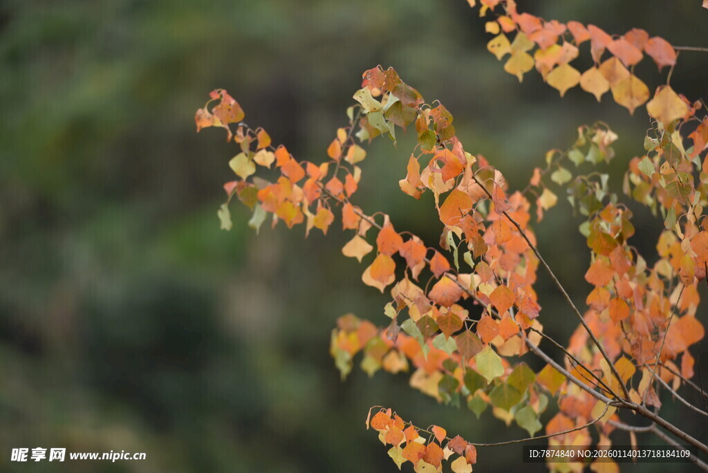 秋日枝头斑斓树叶