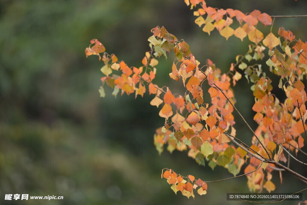 橙黄秋叶枝头展风姿