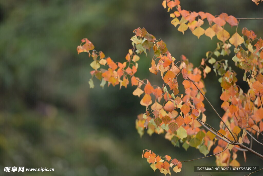秋日橙黄树叶特写