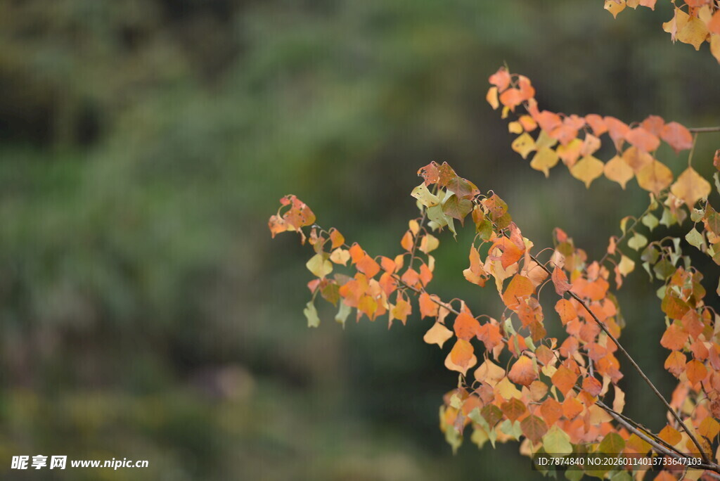 秋日枝头斑斓树叶