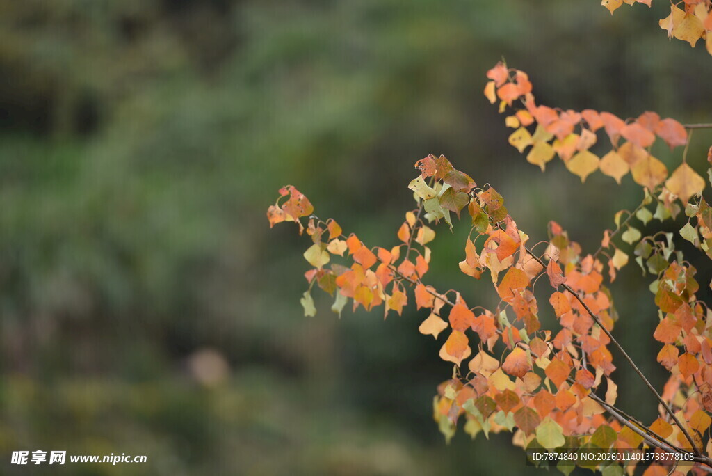 秋日枝头斑斓树叶