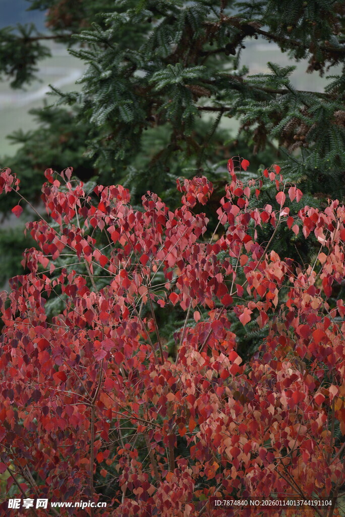 艳丽红叶植物景观