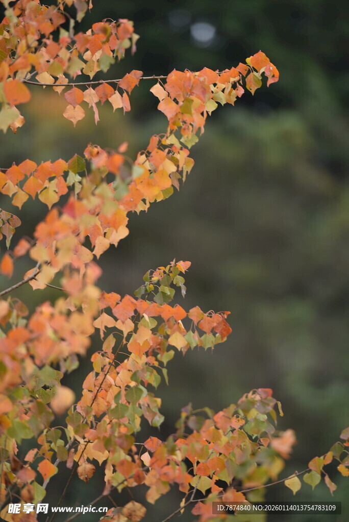 秋日橙红树叶特写