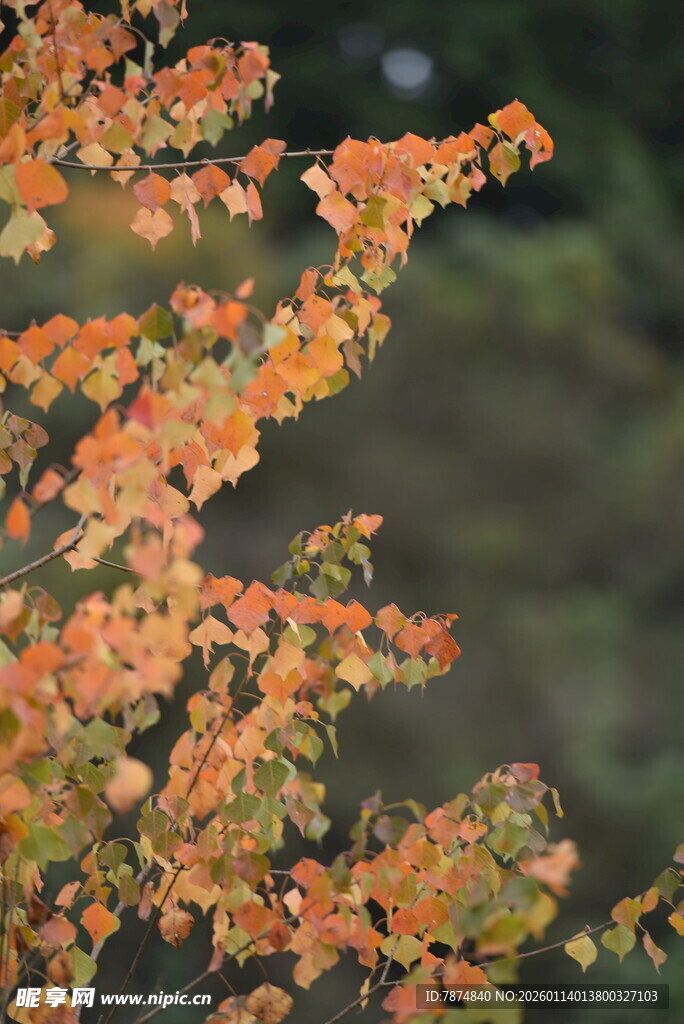 秋日枝头斑斓树叶