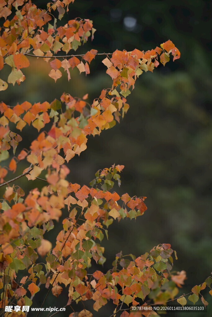 秋日橙红树叶特写