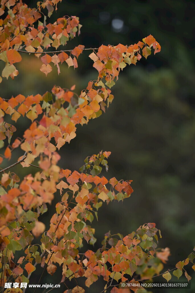 秋日枝头斑斓树叶