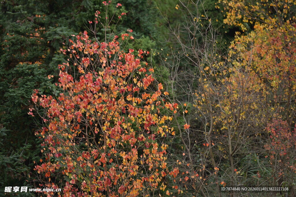 秋日山林中的绚烂红叶