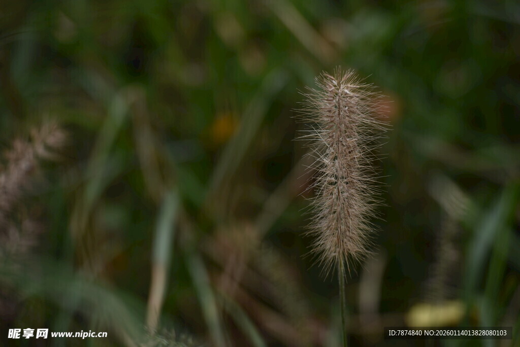 一株毛茸茸的狗尾巴草