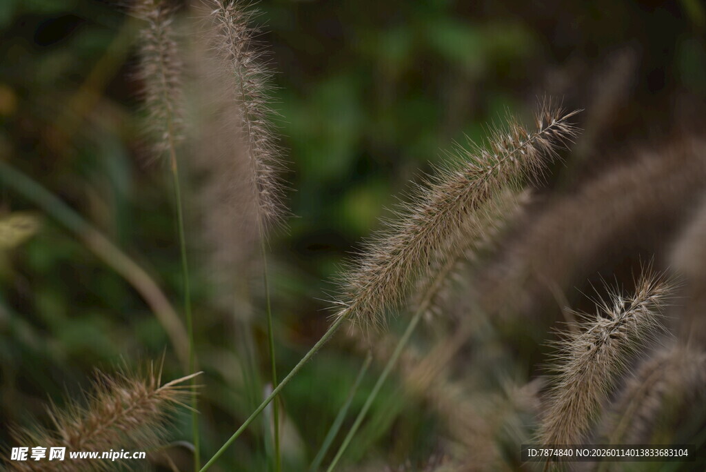 风中摇曳的狗尾草
