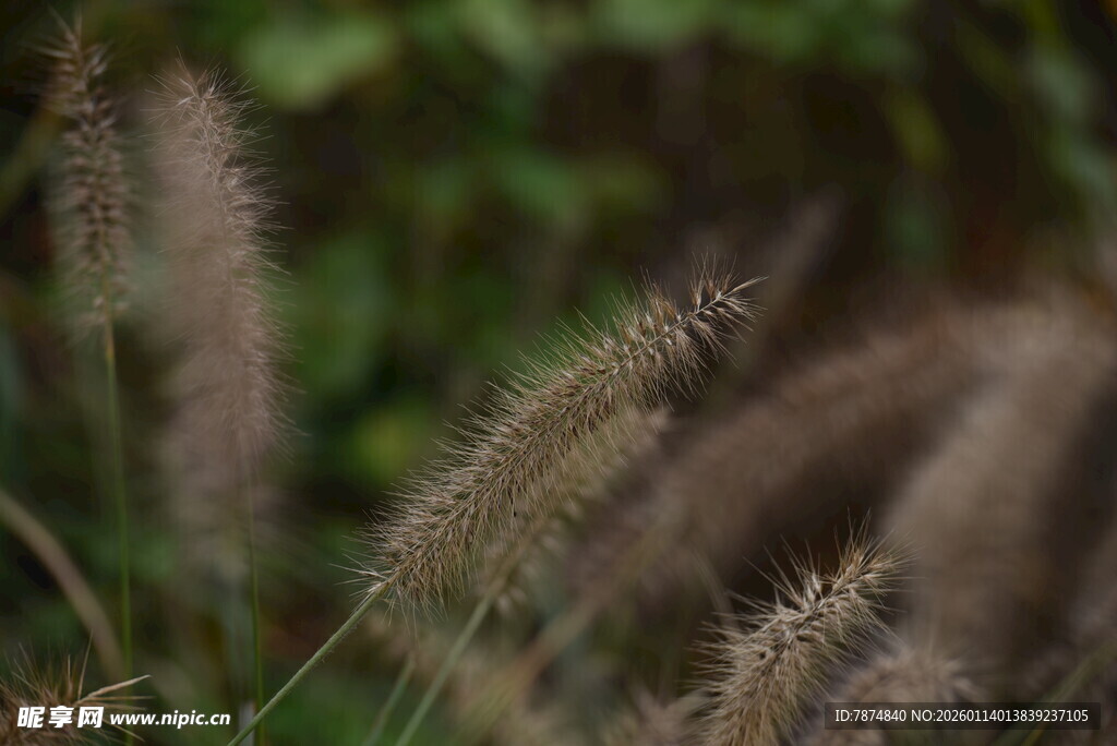 风中摇曳的狗尾草