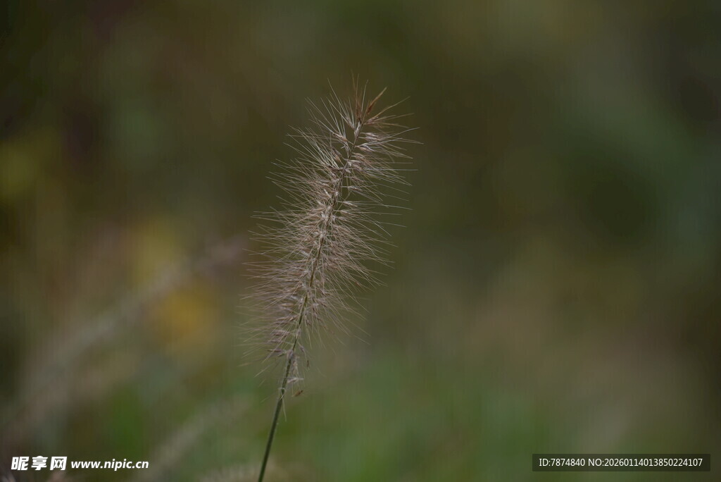 一株细草的自然特写