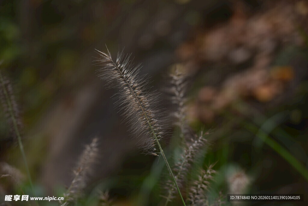 纤细狗尾草特写
