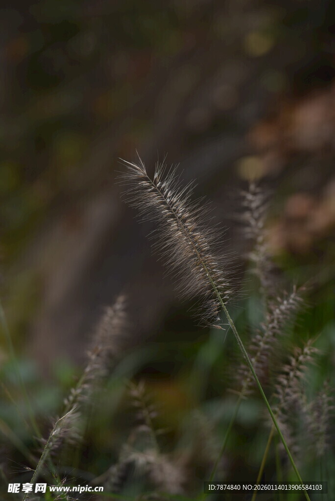 野外狗尾草特写