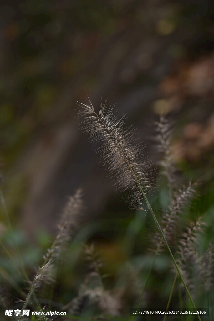 野外蓬松的狗尾草