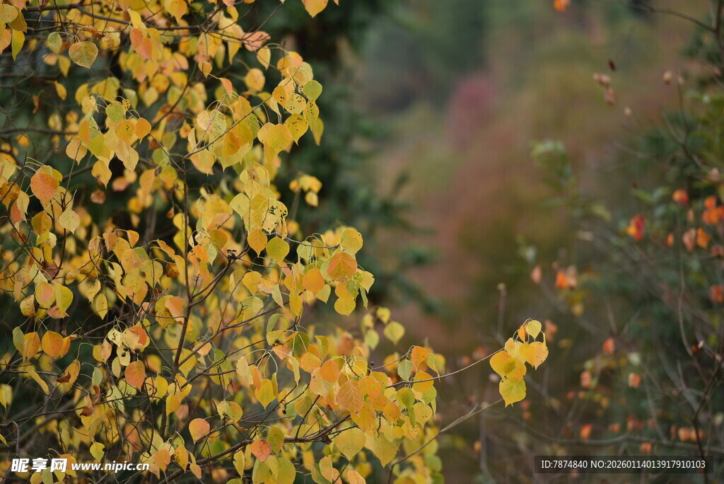 秋日金黄树叶景致