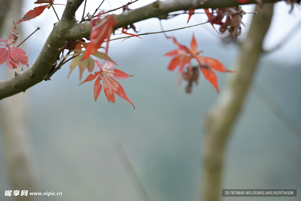 枝头红枫叶 尽显自然美