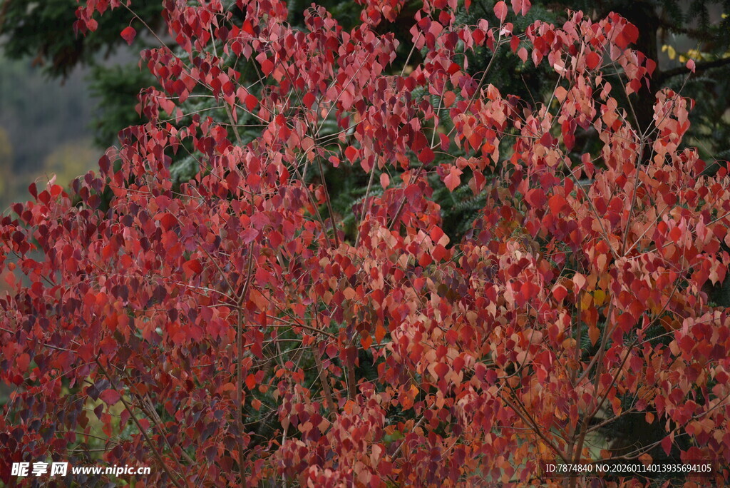 火红秋叶 尽显自然之美