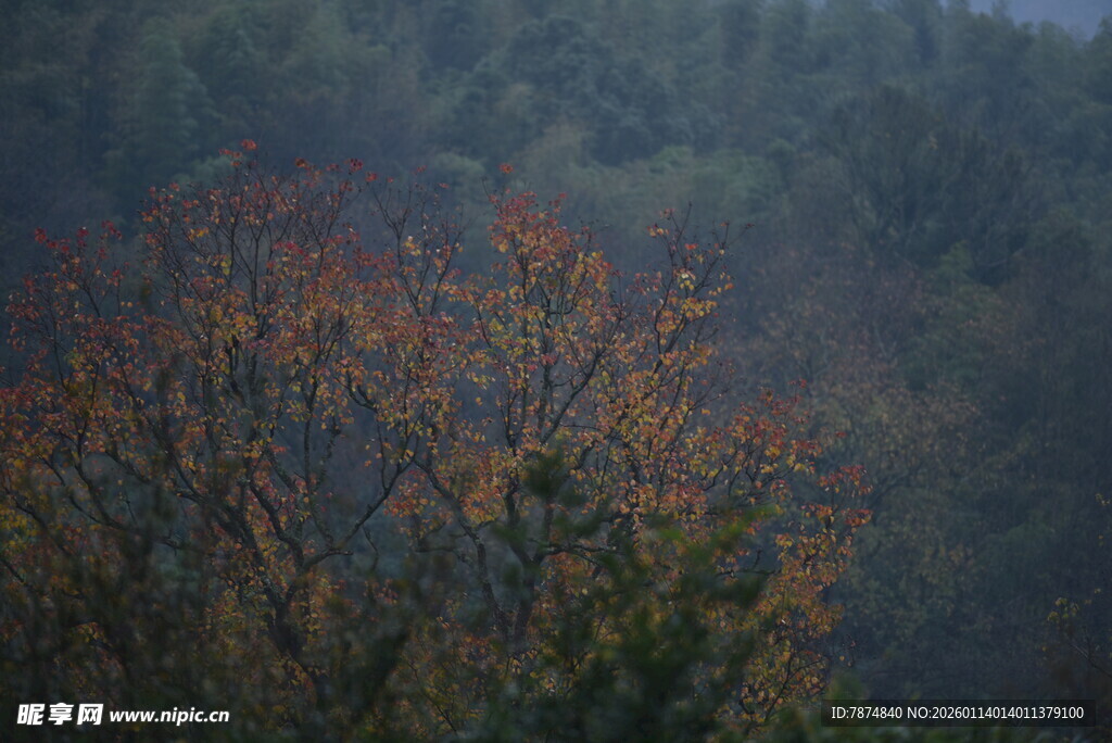 山林间的斑斓秋色