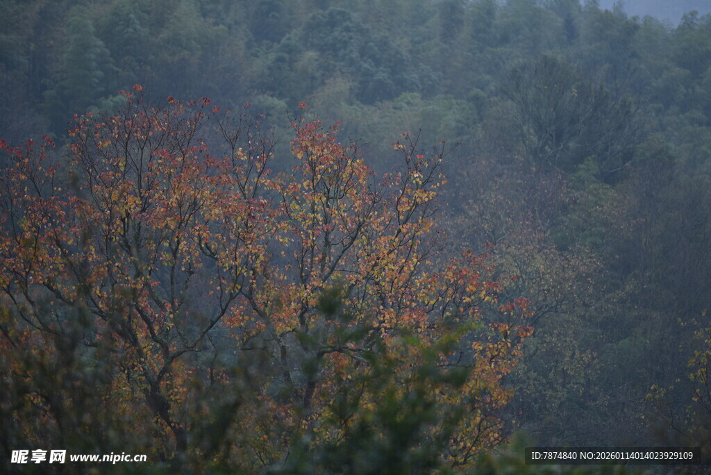 山林间色彩斑斓的树木