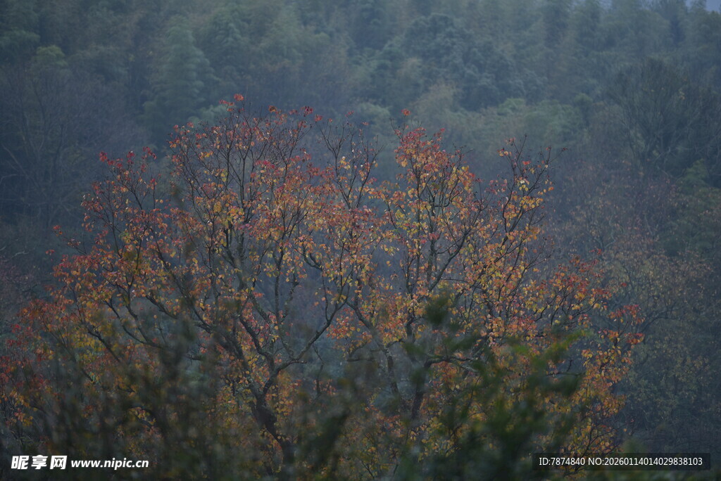 秋日山林间的斑斓树木