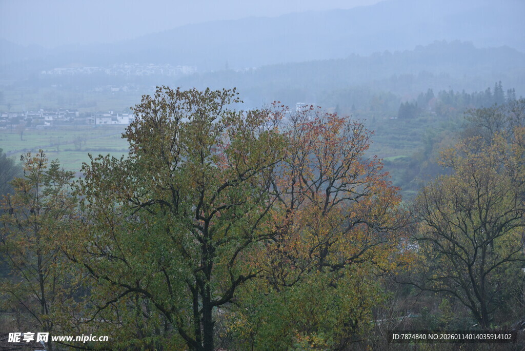 雾中多彩树林景观