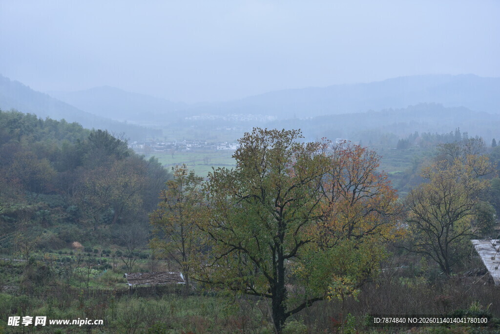 山间秋景 独树点缀自然