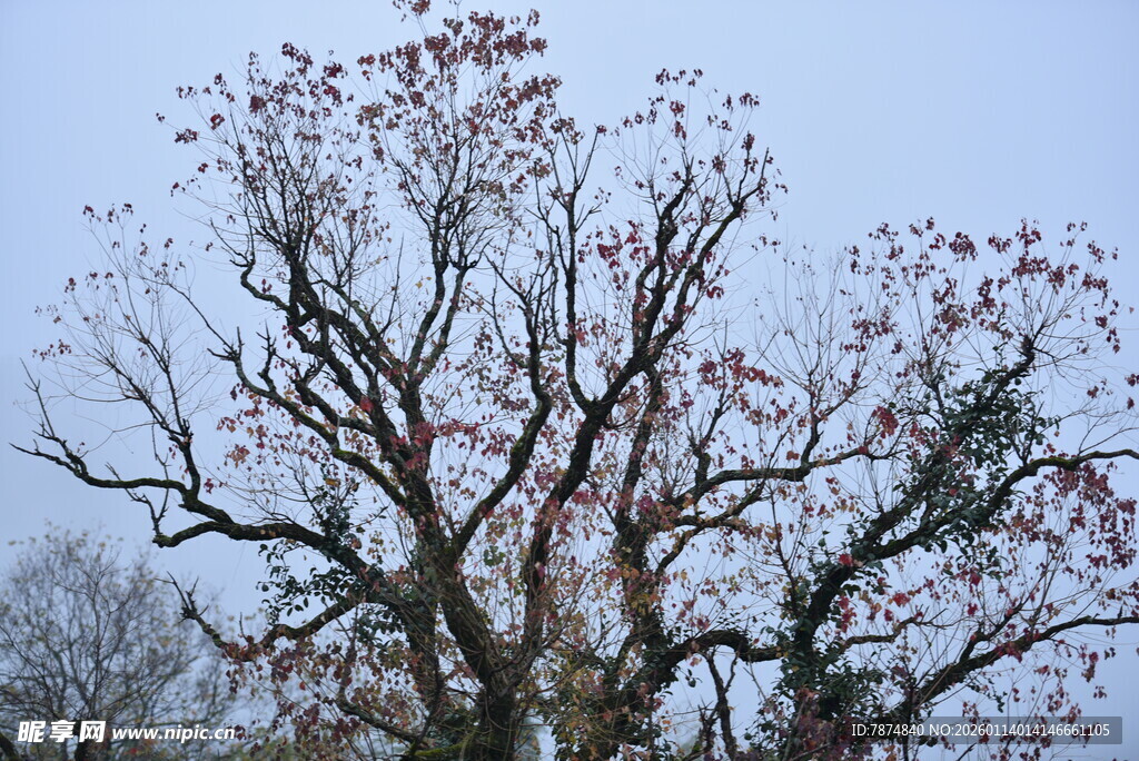 枝头绽红的光秃树木