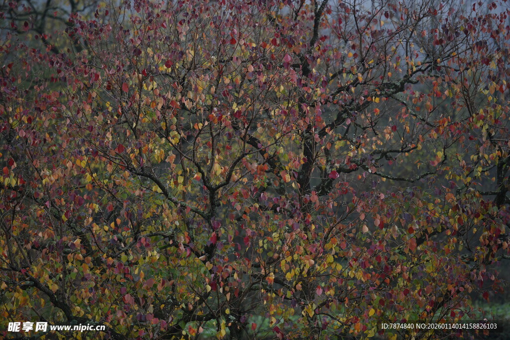 秋日斑斓树林景观