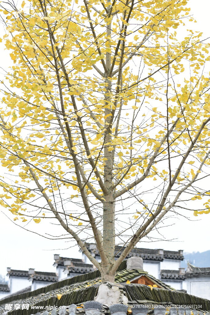 金黄银杏树立于古朴建筑前