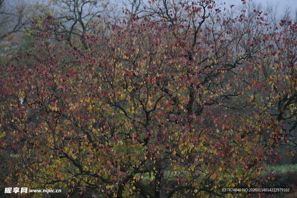 秋日斑斓果树景观