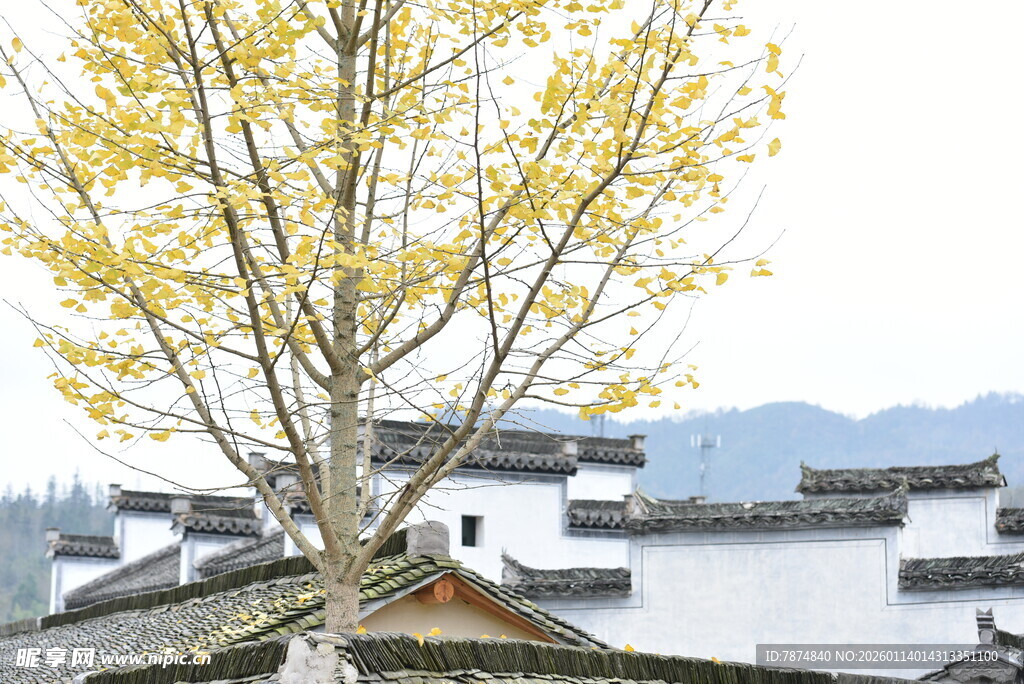 徽派古村旁的金黄树木