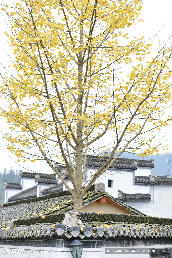 古树下的中式庭院景致