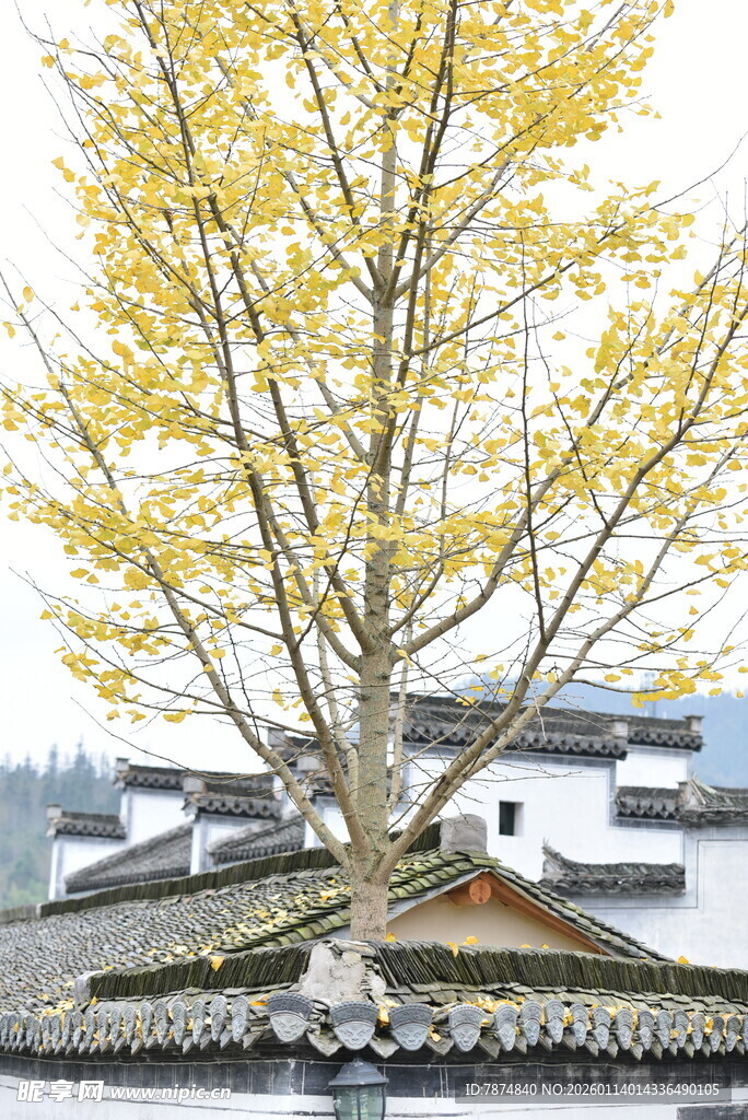 古银杏树下的中式建筑风光