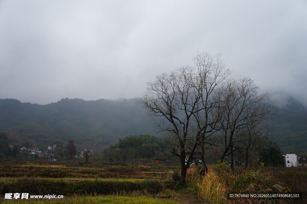 雾中乡村田野景致