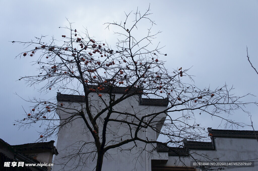 白墙枯树 中式建筑景致