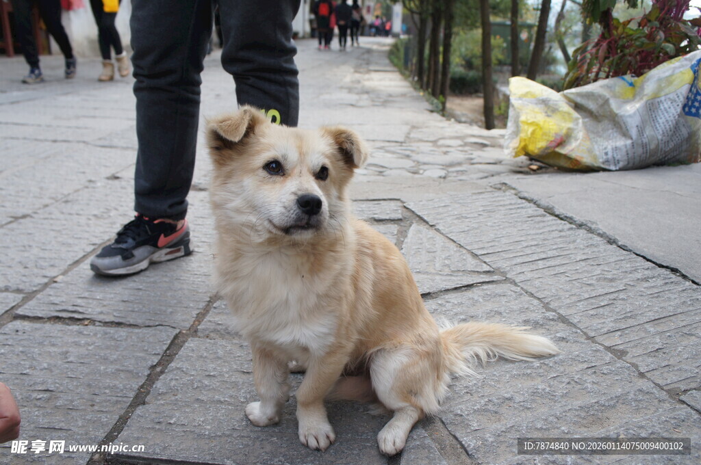 路边可爱小狗乖巧坐着