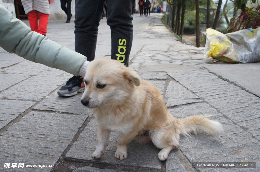 伸手逗坐地小狗