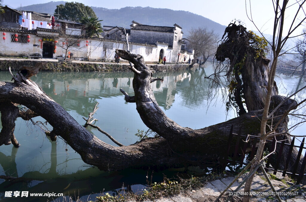 江南水乡枯树临水景致