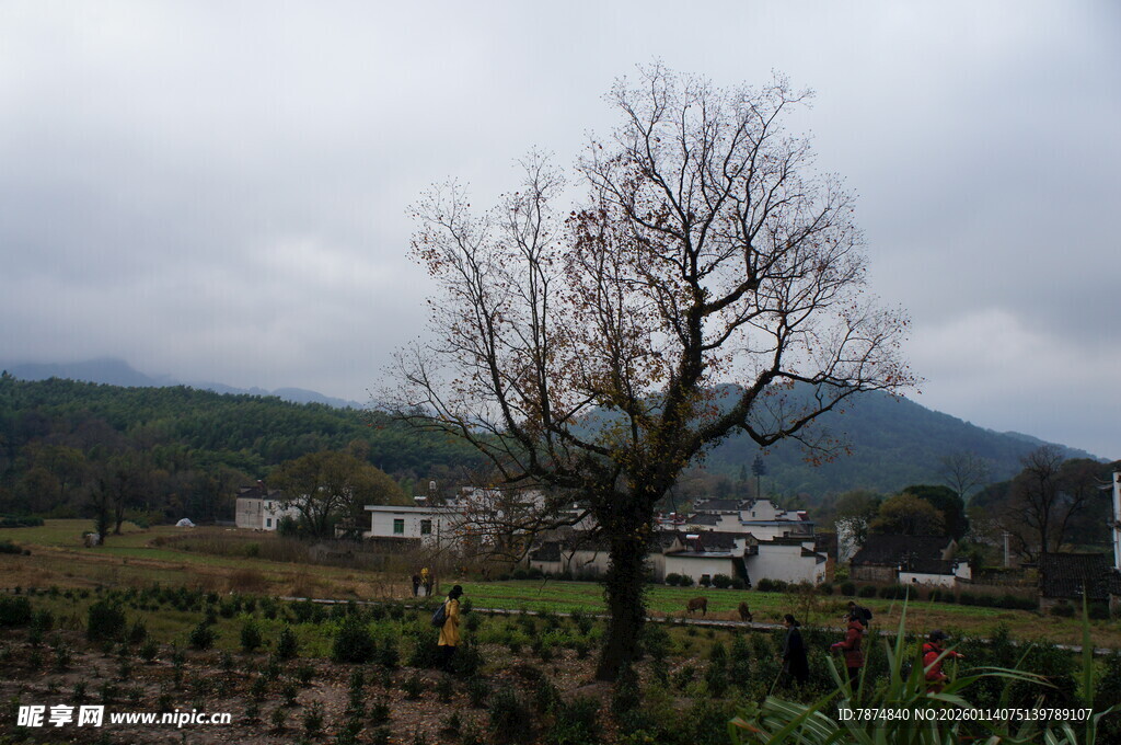 乡村田野中的孤树景观