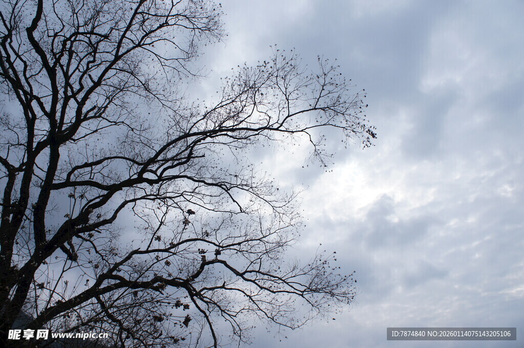 冬日枯树与阴沉天空