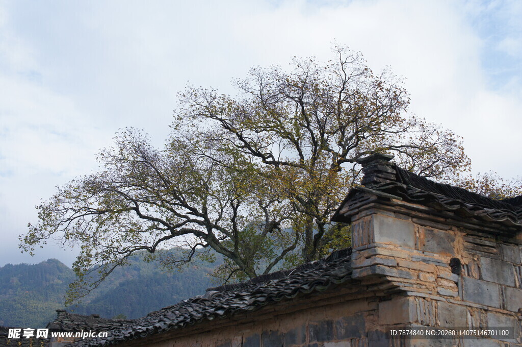 古村落旁老树与旧屋