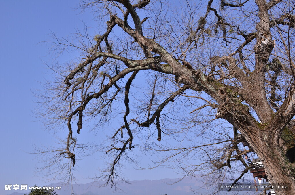 枯树枝干 蓝天背景下景象